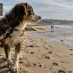 Visiter la Normandie avec un chien : plage autorisée, chien en laisse sur le sable humide